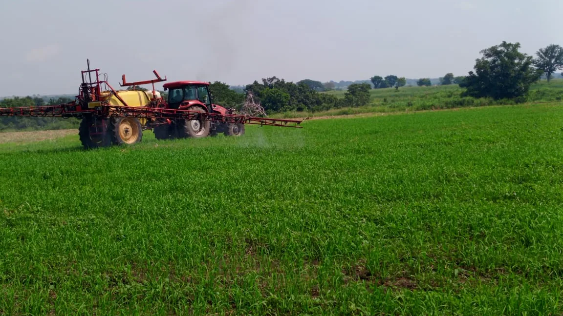 A sorghum field at Normah's Amuru farm.