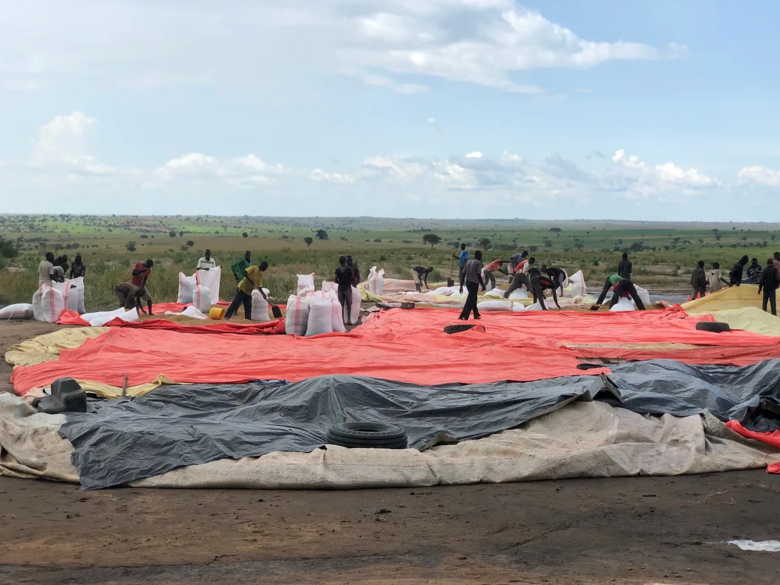 Farm workers bagging harvested grain at Normah's Amuru farm.